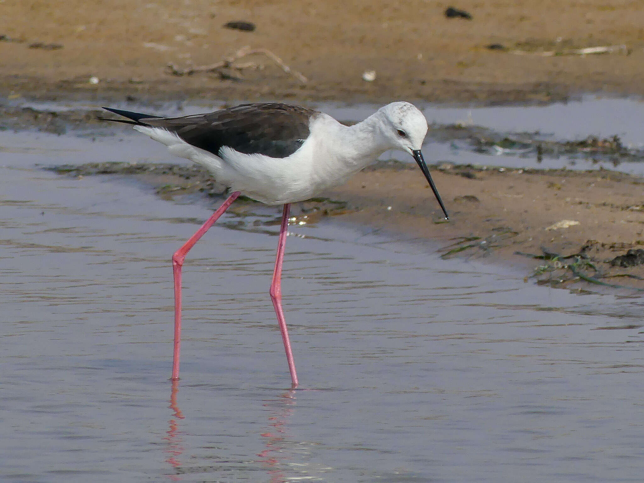 Image of Black-winged Stilt