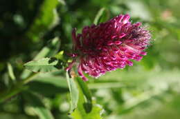 Image of Red Trefoil