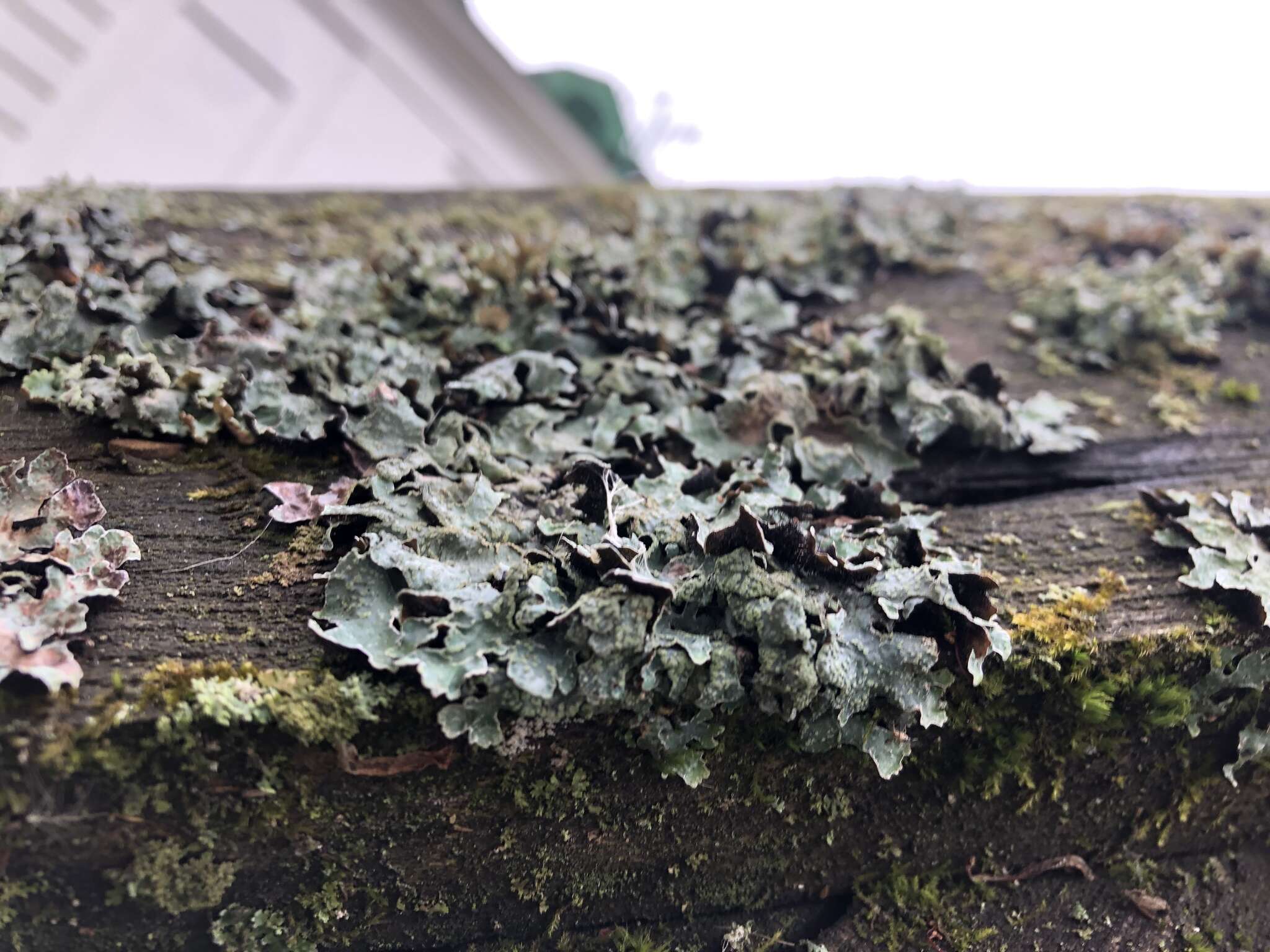 Image of Hammered shield lichen