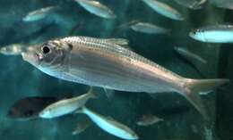 Image of Japanese sardinella