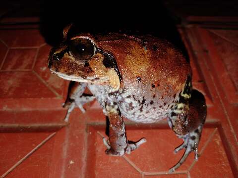 Image of Burrowing frog