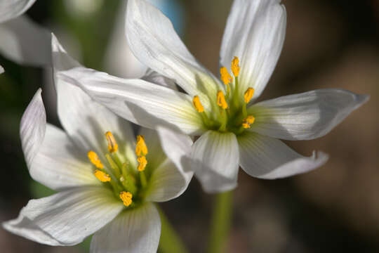 Image of Colchicum szovitsii Fisch. & C. A. Mey.