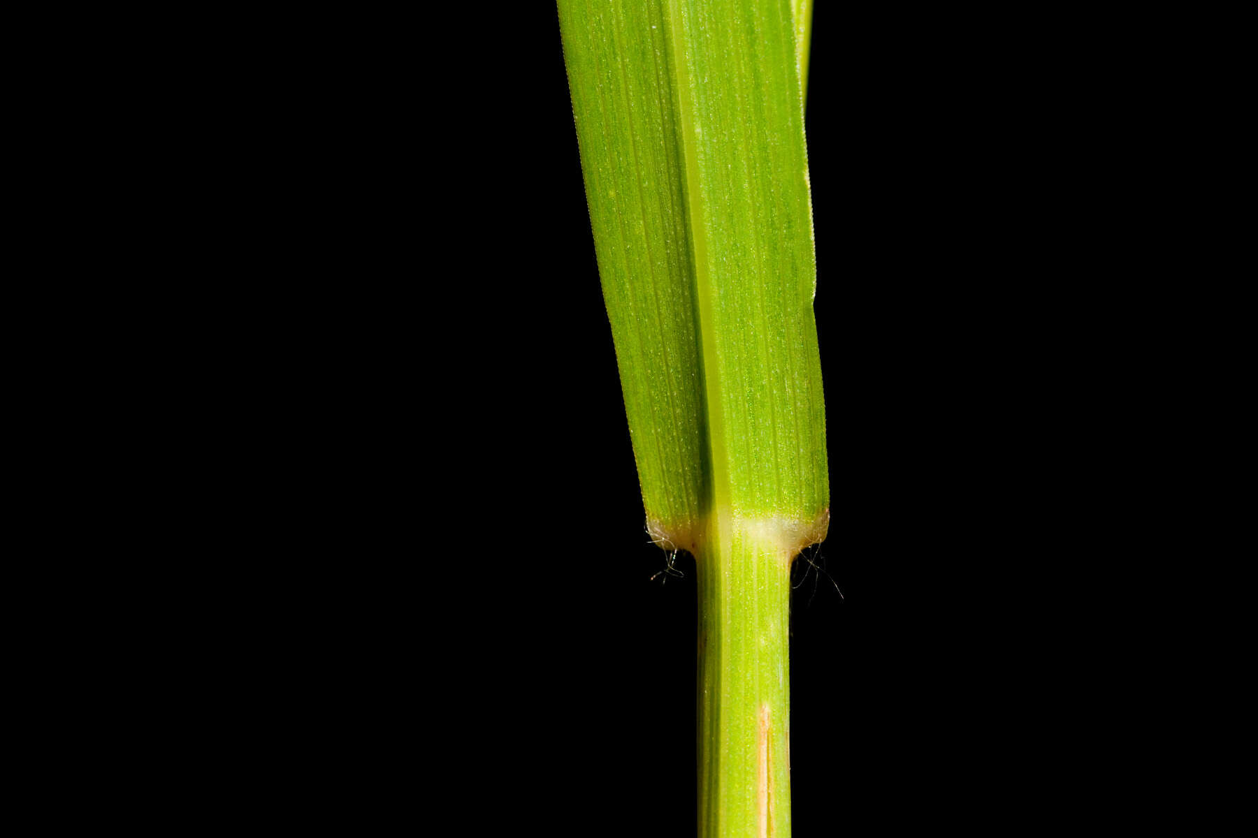 Image of fringed brome