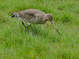 Image of Black-tailed Godwit