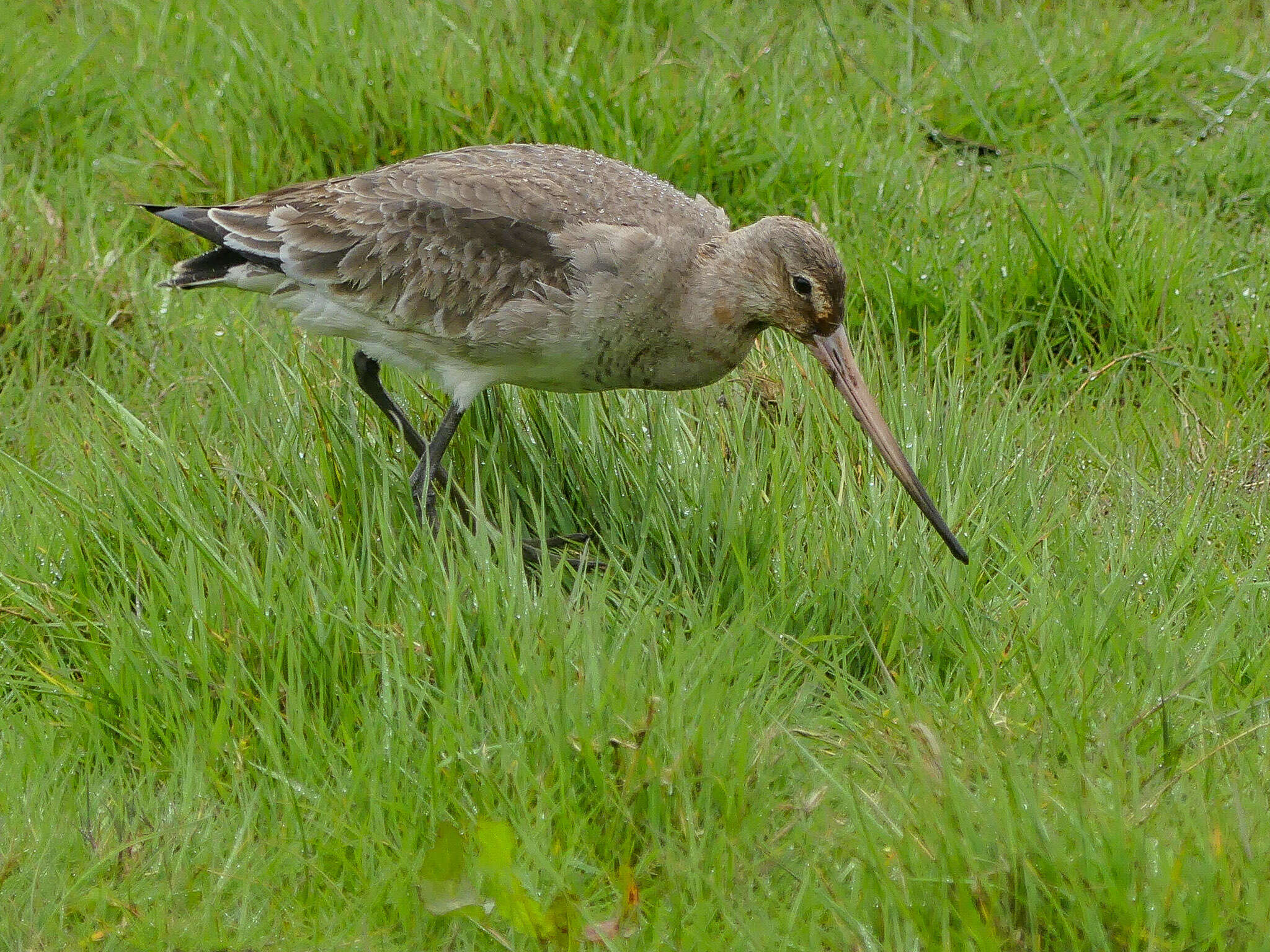 Image of Black-tailed Godwit