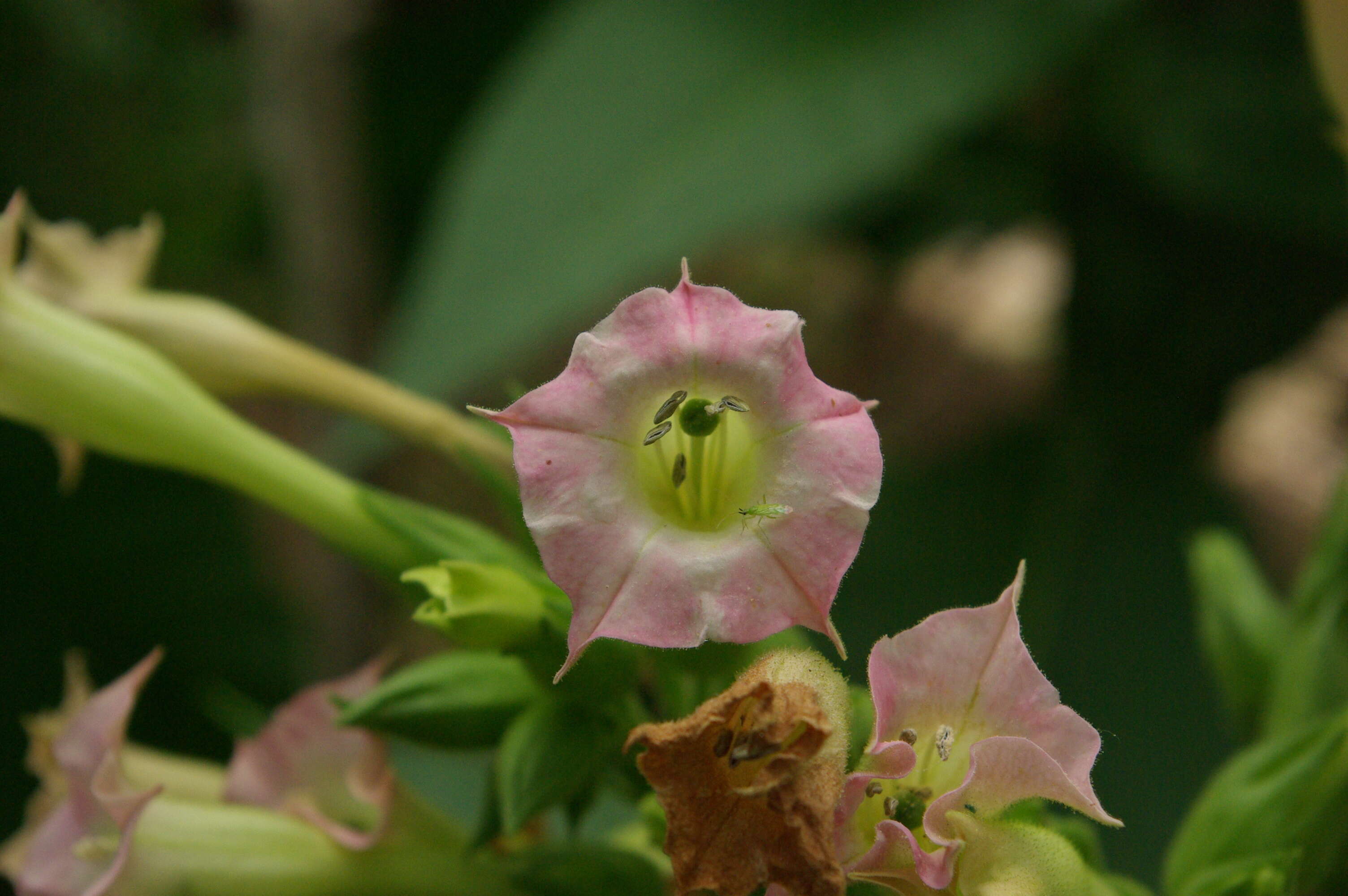 Imagem de Digitalis sceptrum L. fil.