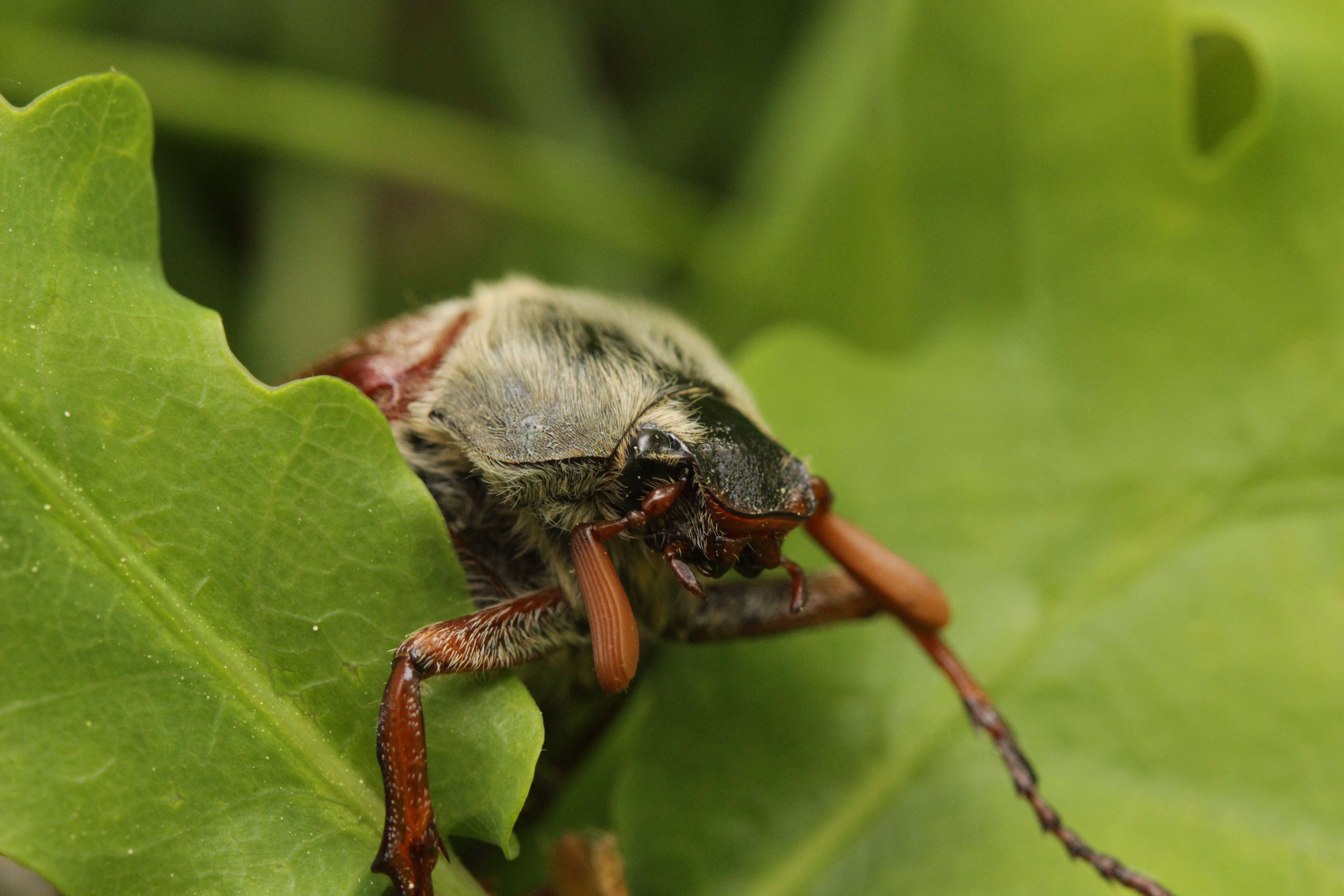 Image of Common cockchafer