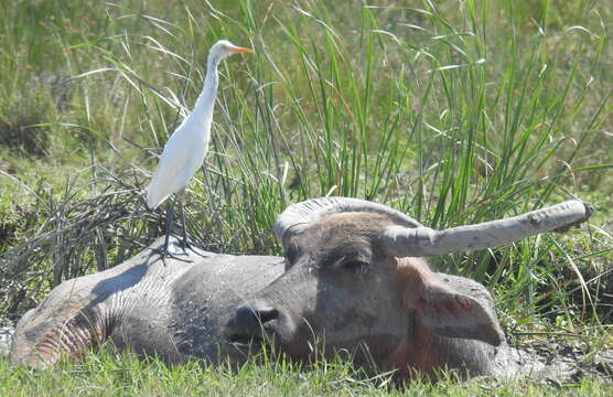 Bubulcus coromandus (Boddaert 1783) resmi