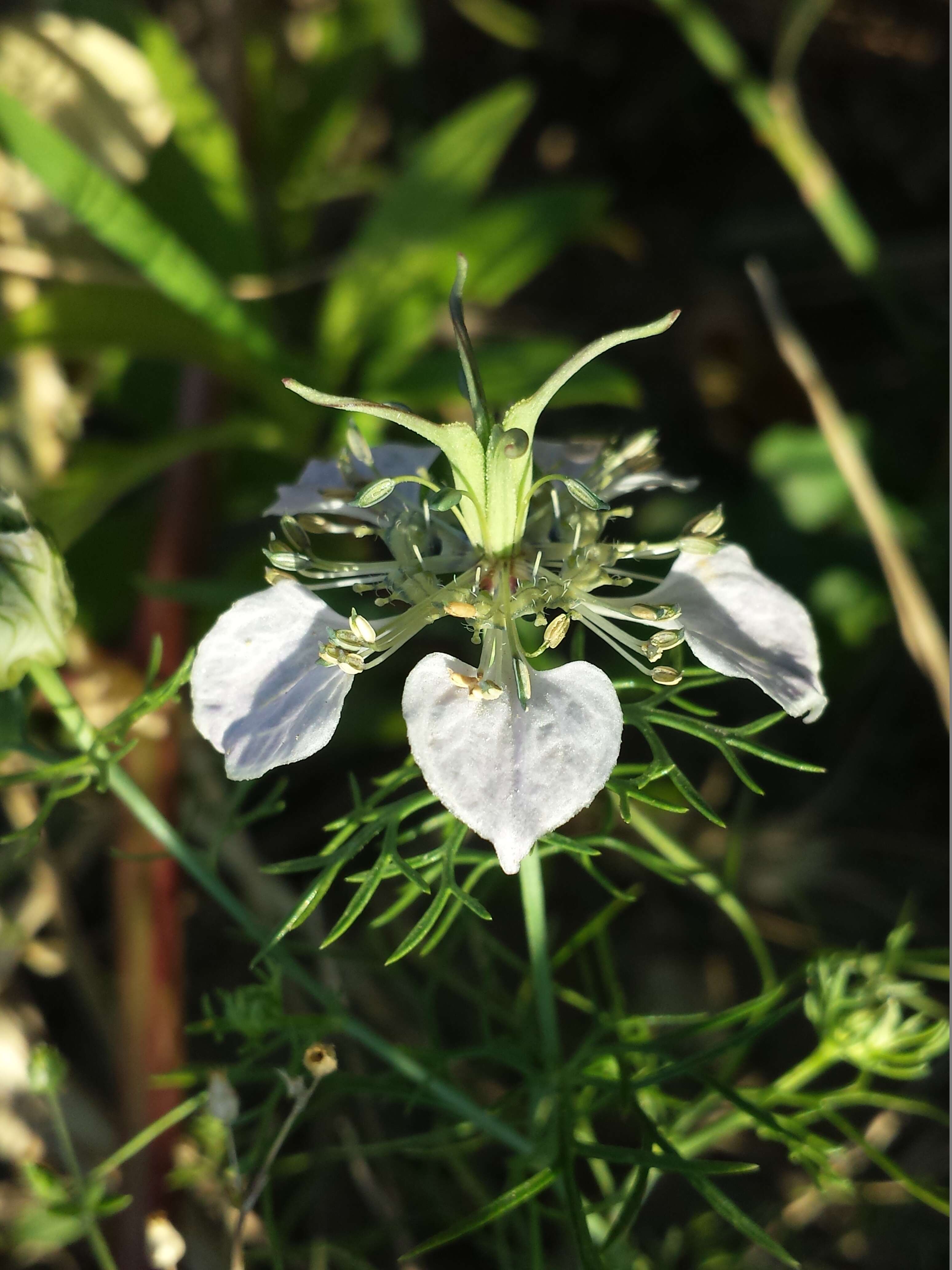 Nigella arvensis L. resmi