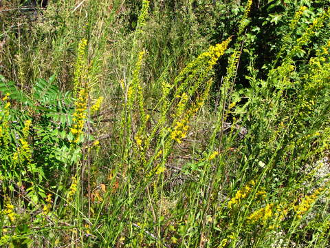 Image of wand goldenrod