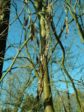 Image of Alpine Laburnum