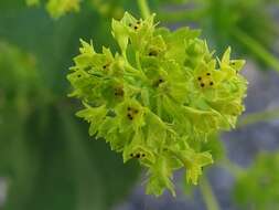 Image of smooth lady's mantle