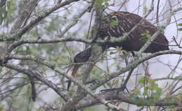 Image of limpkins