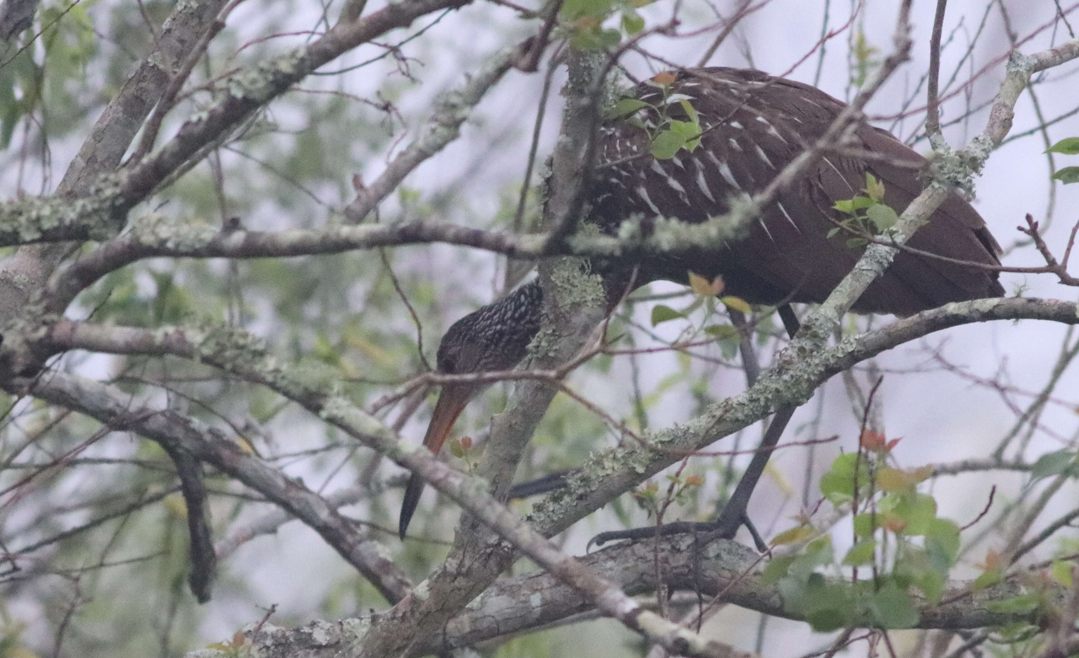 Image of limpkins