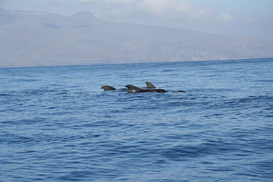 Image of Atlantic Pilot Whale