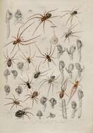 صورة Metellina segmentata (Clerck 1757)