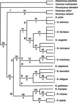 Image of deer mice, woodrats, and relatives