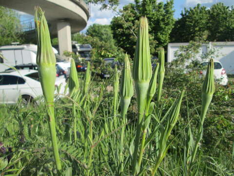 Слика од Tragopogon dubius Scop.