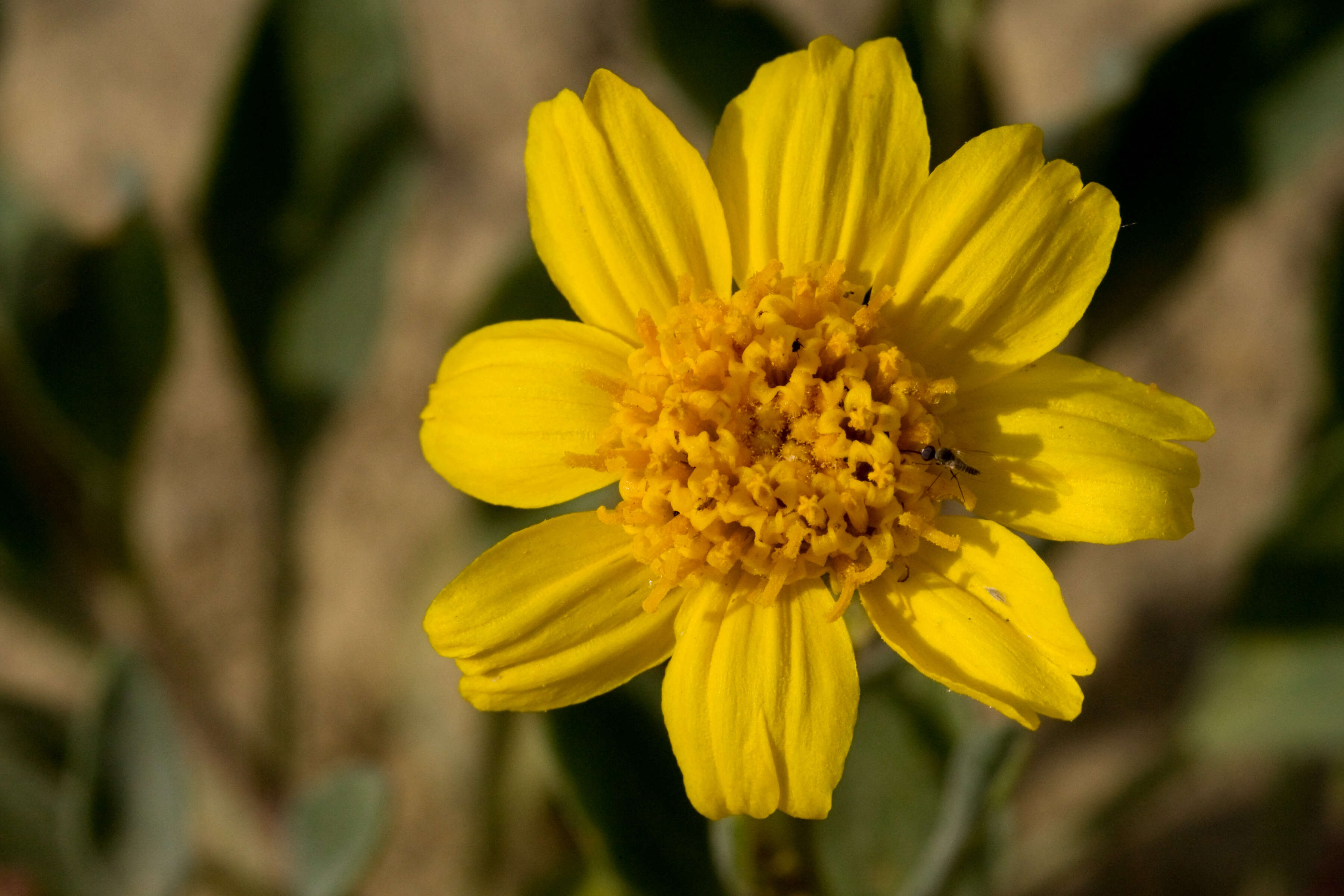 Image de Platyschkuhria integrifolia (A. Gray) Rydb.