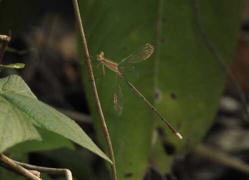 Image of Lestes viridulus Rambur 1842