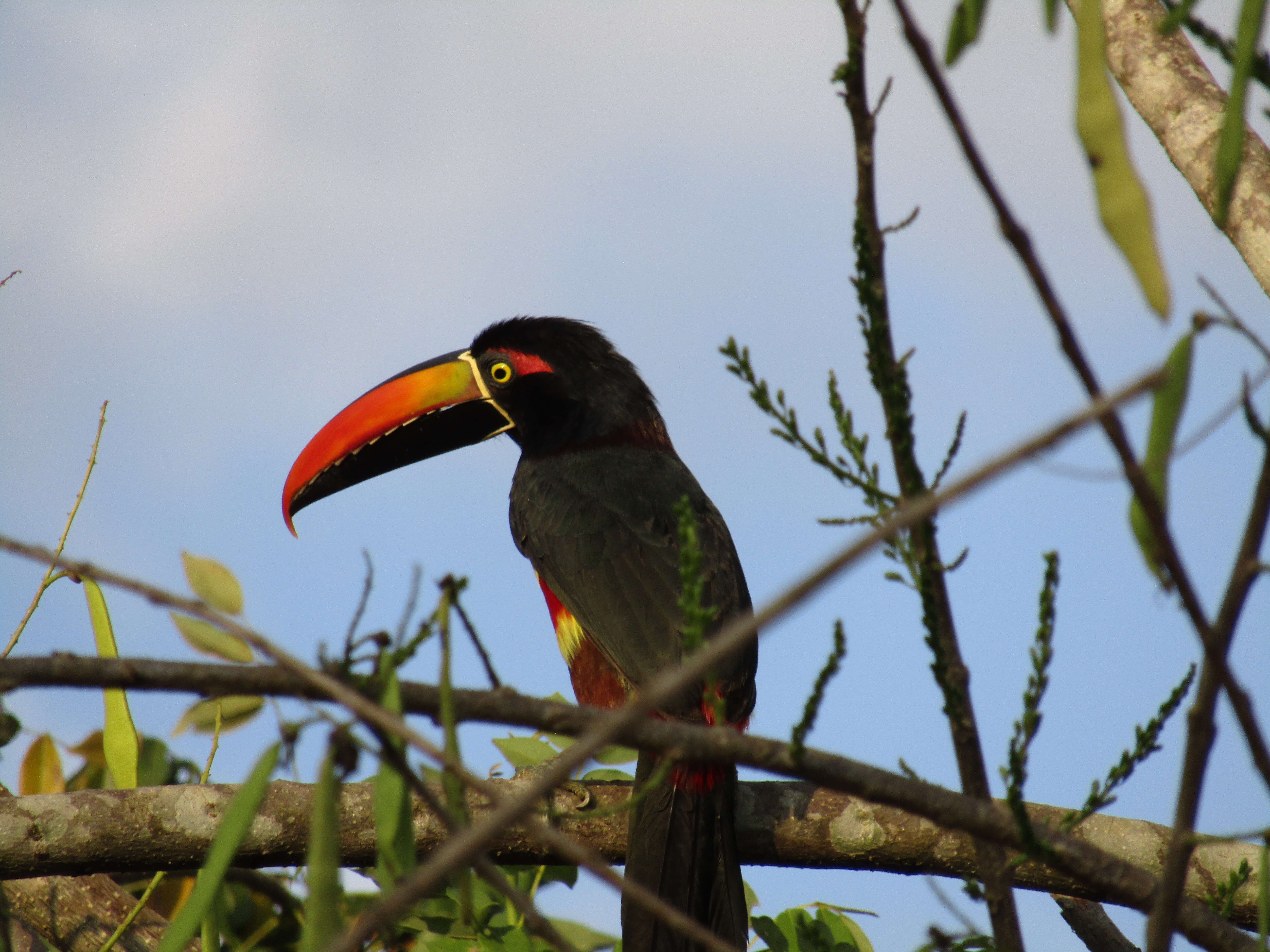 Image of Fiery-billed Aracari