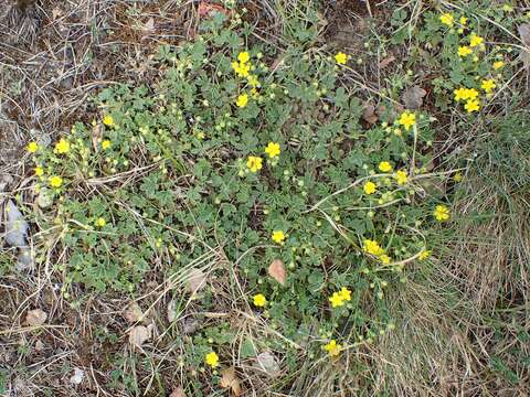 Image of Potentilla incana Gaertn. Mey. & Scherb.