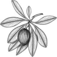 Image of sapodilla