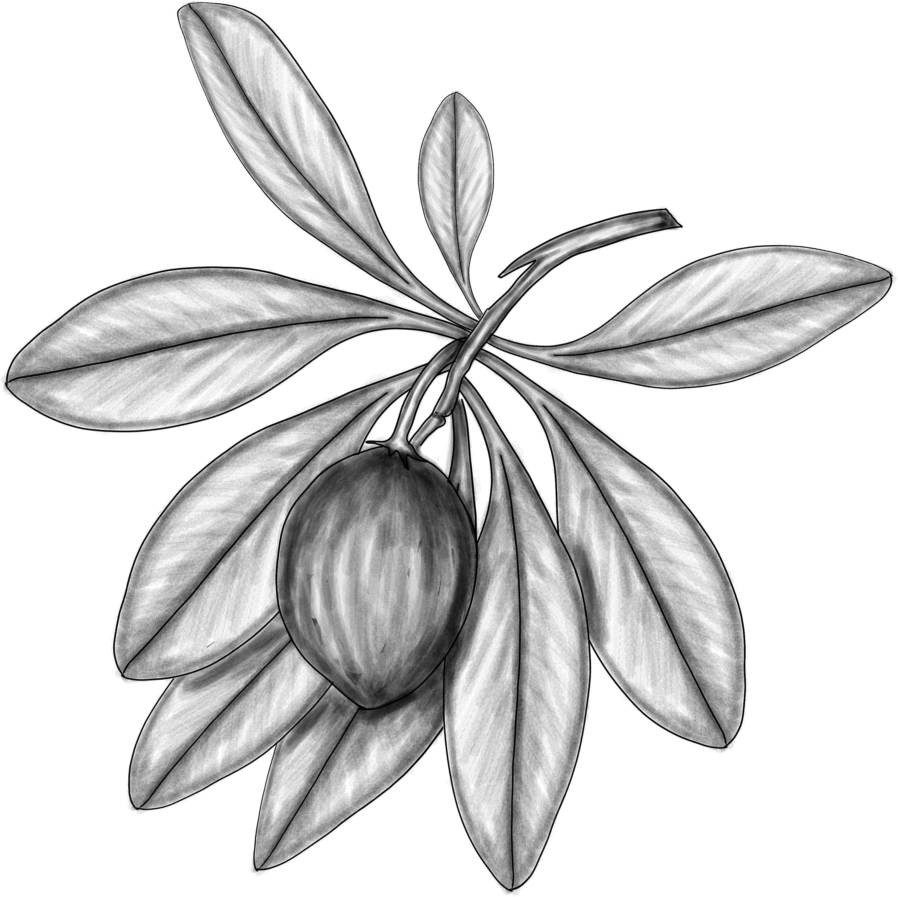 Image of sapodilla