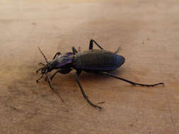 Image of Blue Ground Beetle