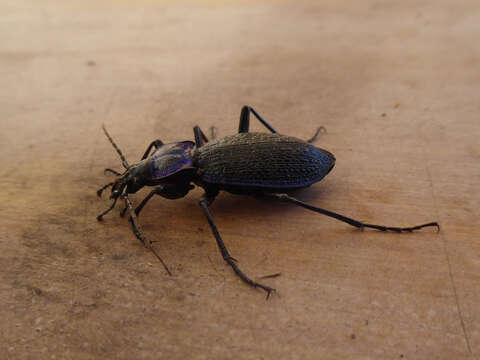 Image of Blue Ground Beetle