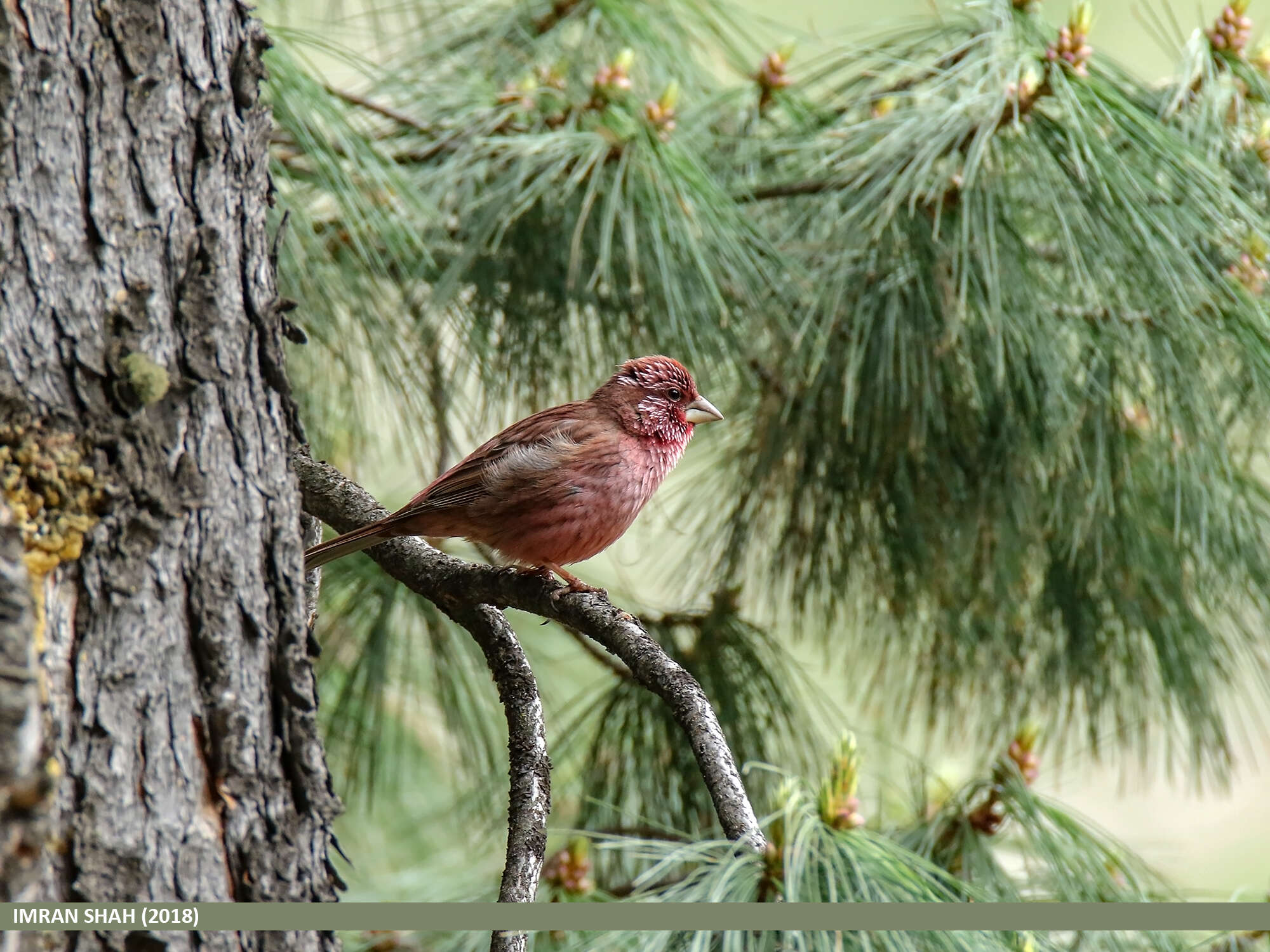 Plancia ëd Carpodacus rhodochlamys (Brandt & JF 1843)