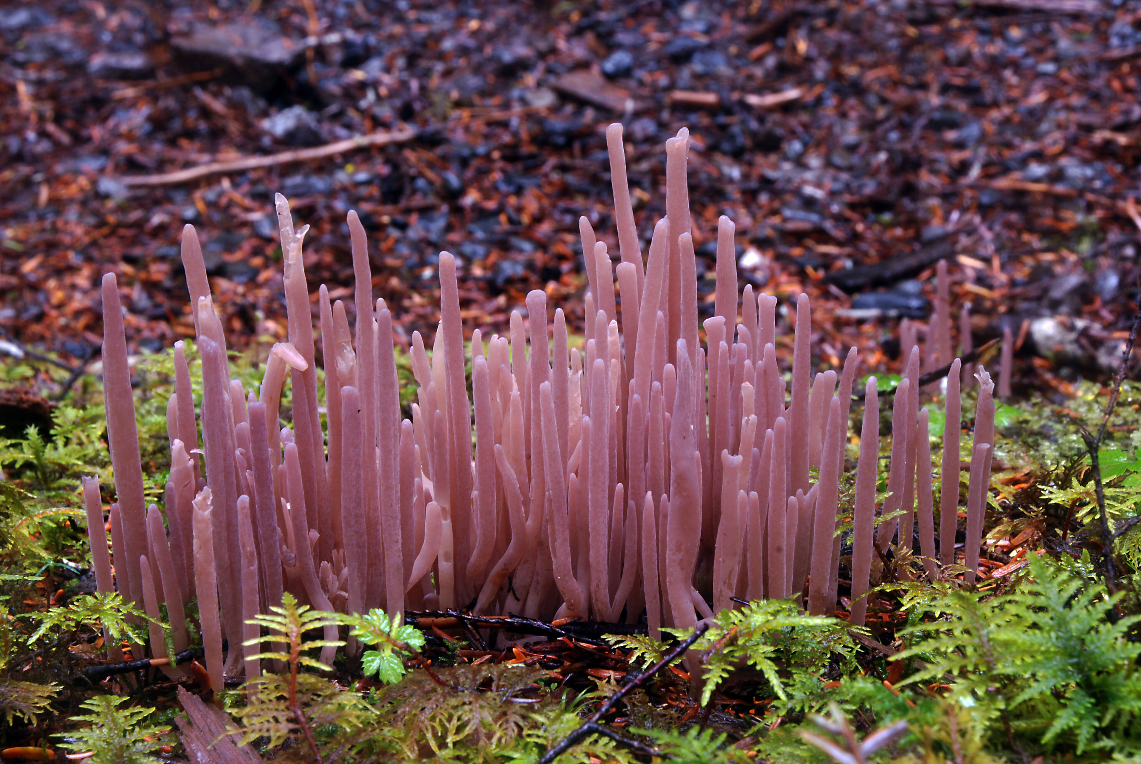 Image of Alloclavaria