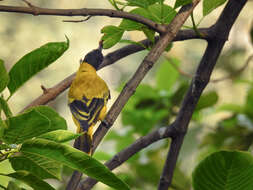 Image of Black-hooded Oriole