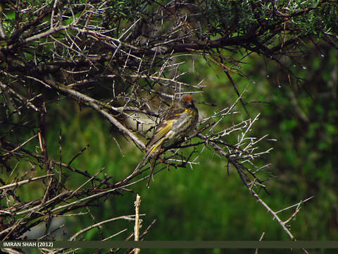 Image of Fire-fronted Serin