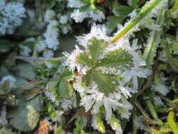 Imagem de Potentilla reptans L.