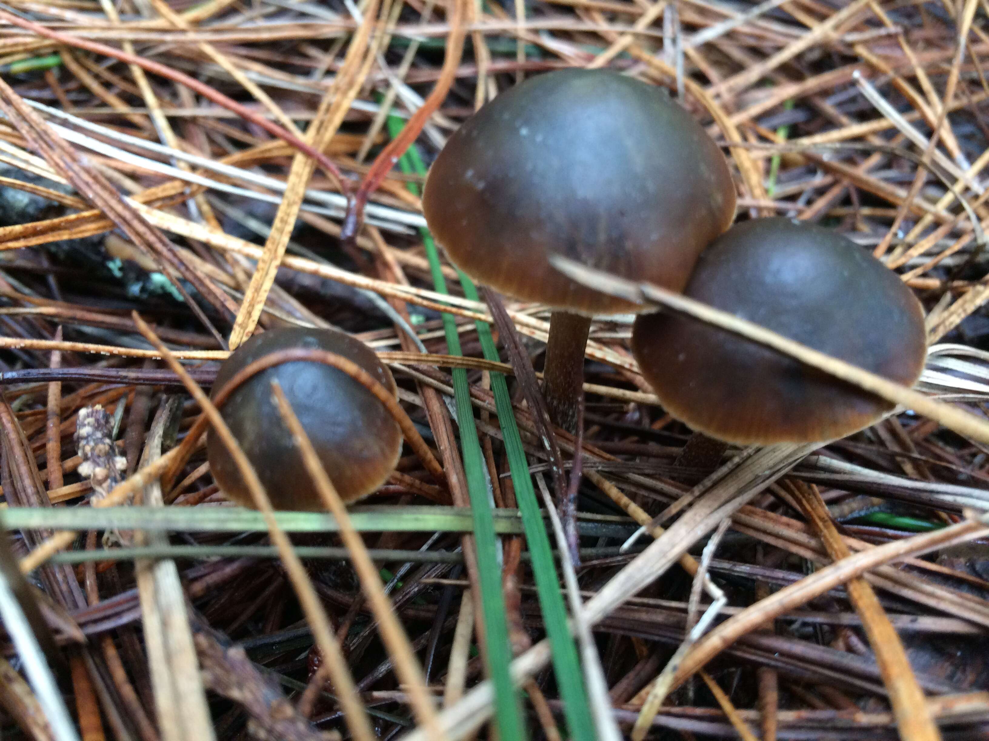 Image of Psilocybe aucklandiae Guzmán, C. C. King & Bandala 1991