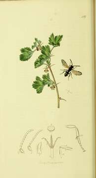 Image of Nomada sheppardana (Kirby 1802)