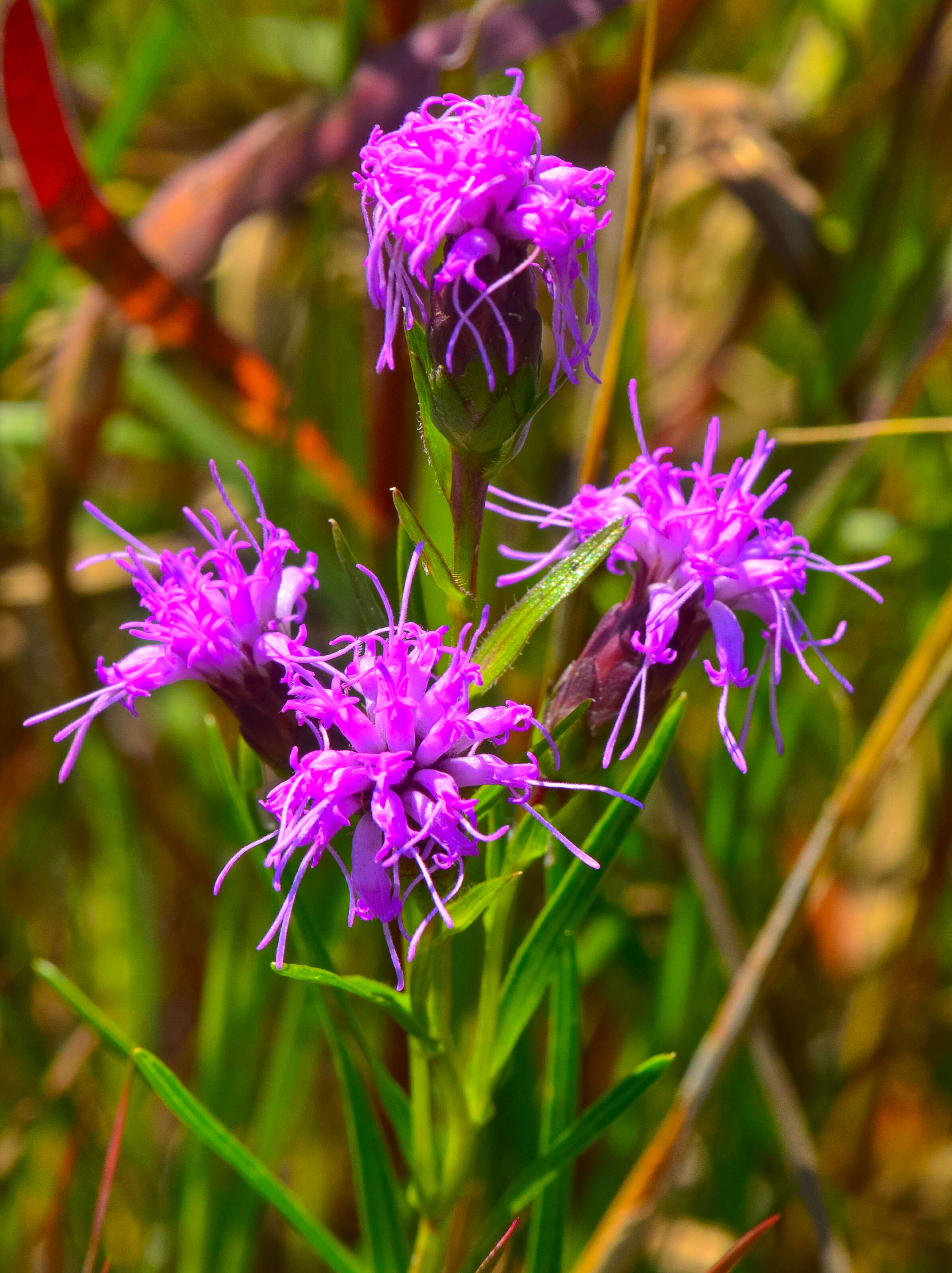 Слика од Liatris cylindracea Michx.