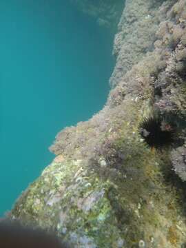 Image of sea urchins