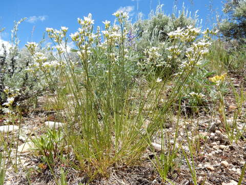 Image of Ballhead Sandwort