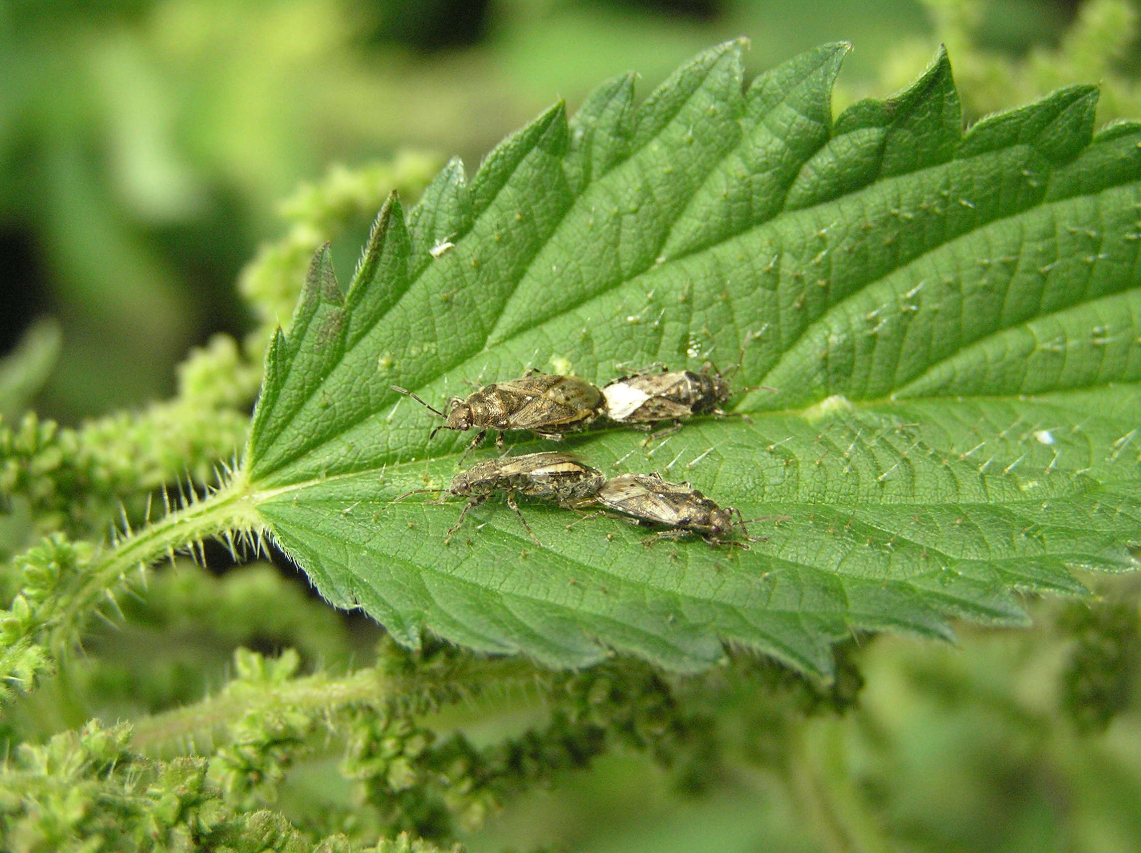 Image of Nettle Ground Bug