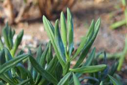 Image of Curio repens (L.) P. V. Heath