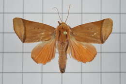 Image of Carea varipes Walker 1856