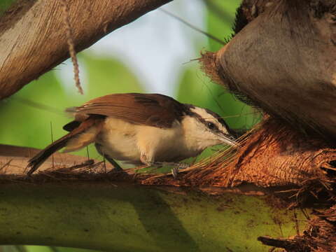 Image of Bicolored Wren