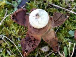 Image of Collared Earthstar