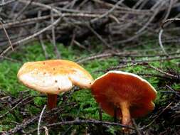 Imagem de Hygrophoropsis aurantiaca (Wulfen) Maire 1921