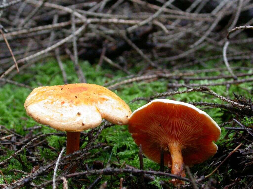 Imagem de Hygrophoropsis aurantiaca (Wulfen) Maire 1921