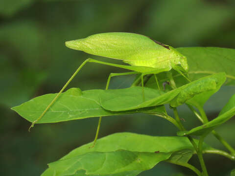 Image of Round-headed Katydids