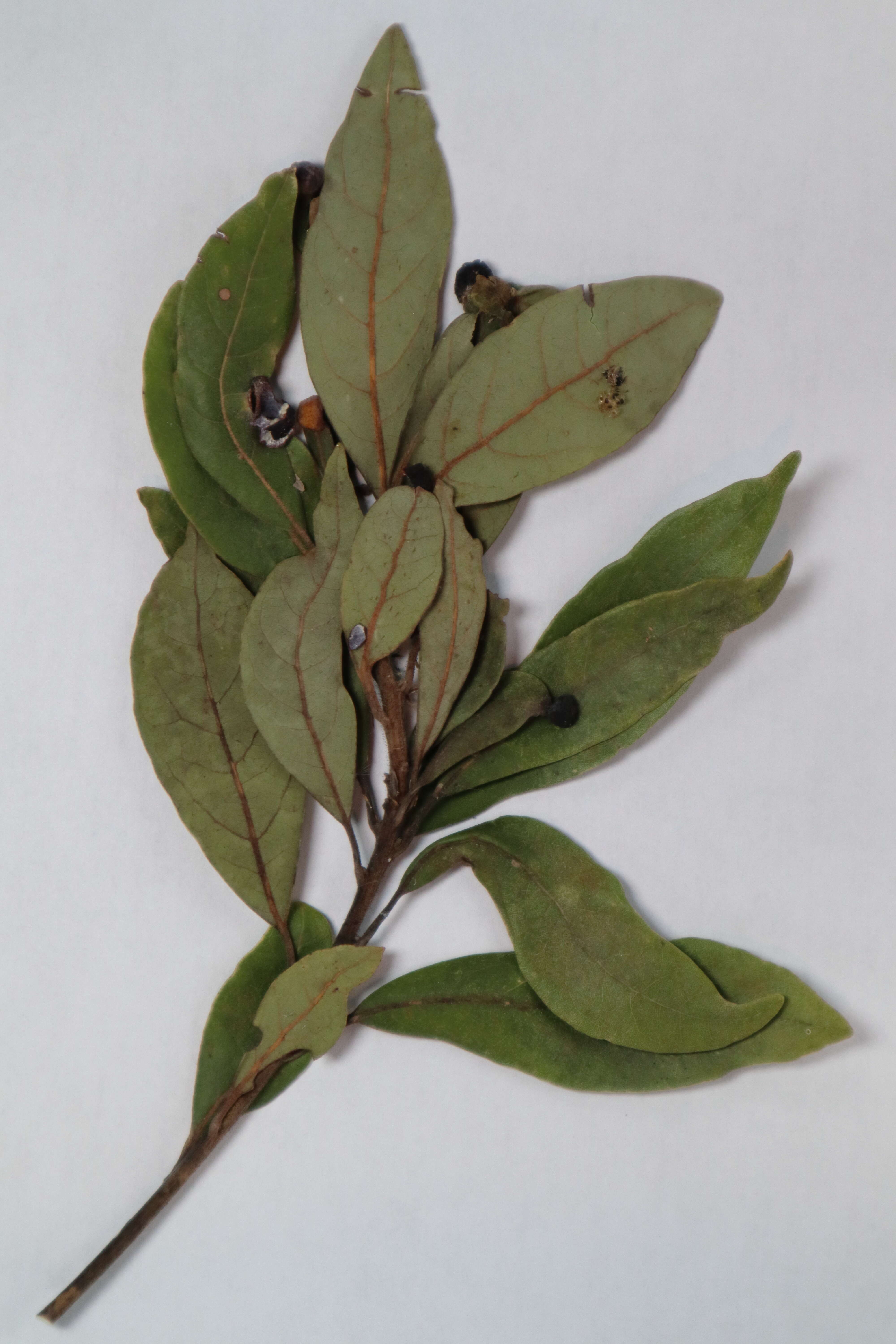 صورة Persea palustris Sarg.