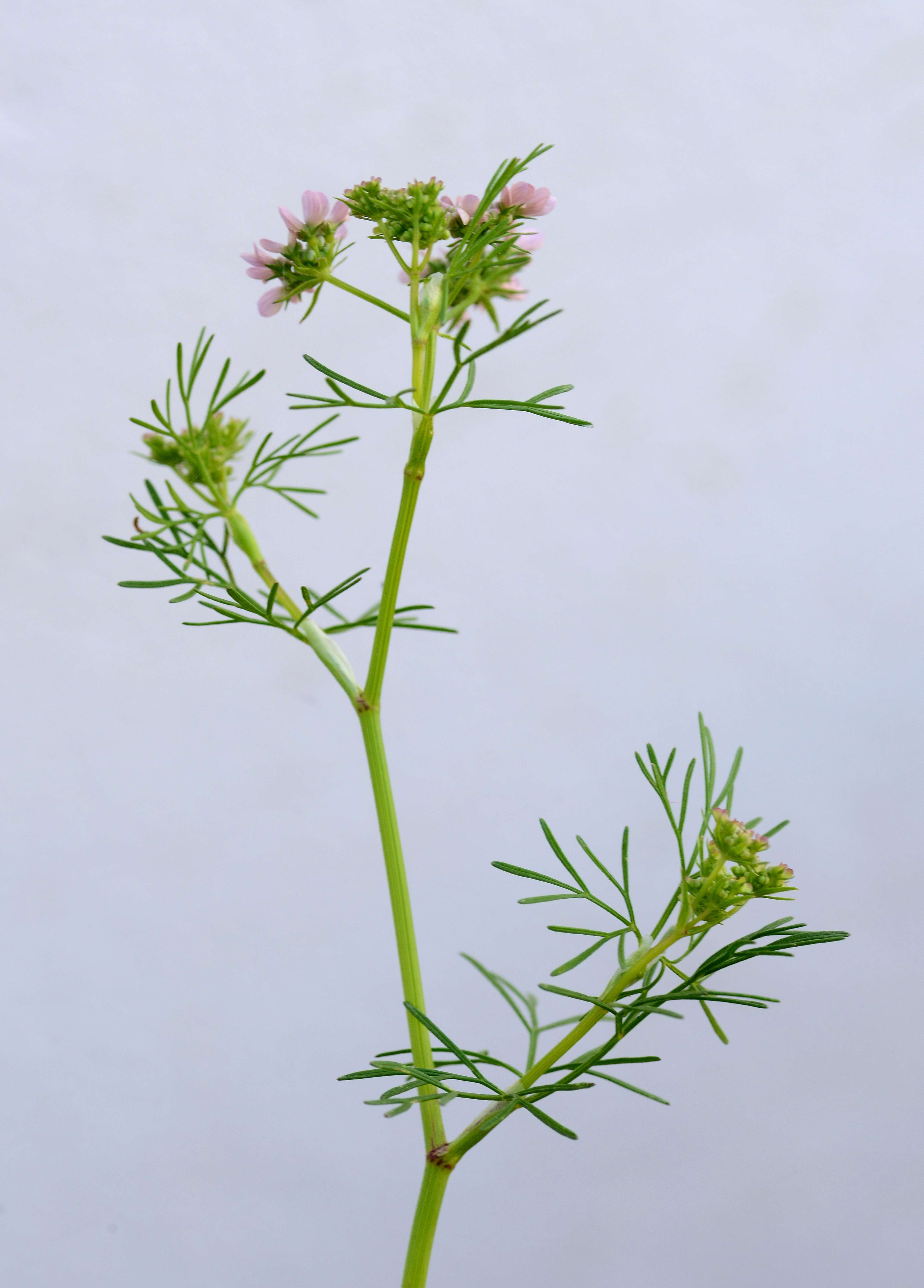 Image of coriander